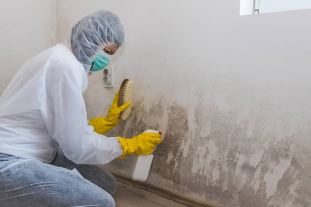 Biohazard Mold Removal